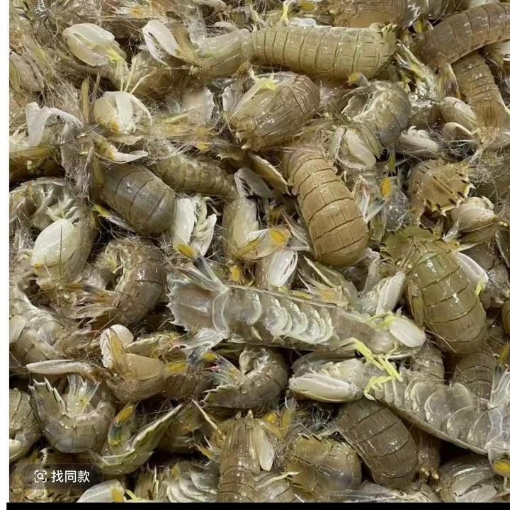 大连庄河当地皮皮虾