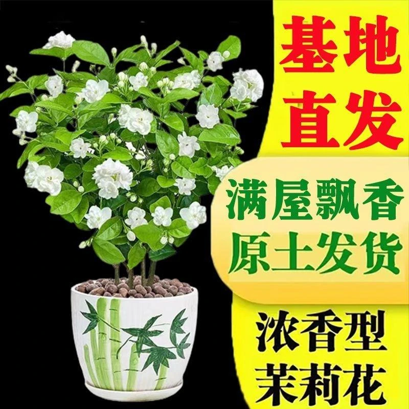 广西重瓣特级茉莉花特香四季开花花卉浓香型茉莉盆栽老桩室内阳台