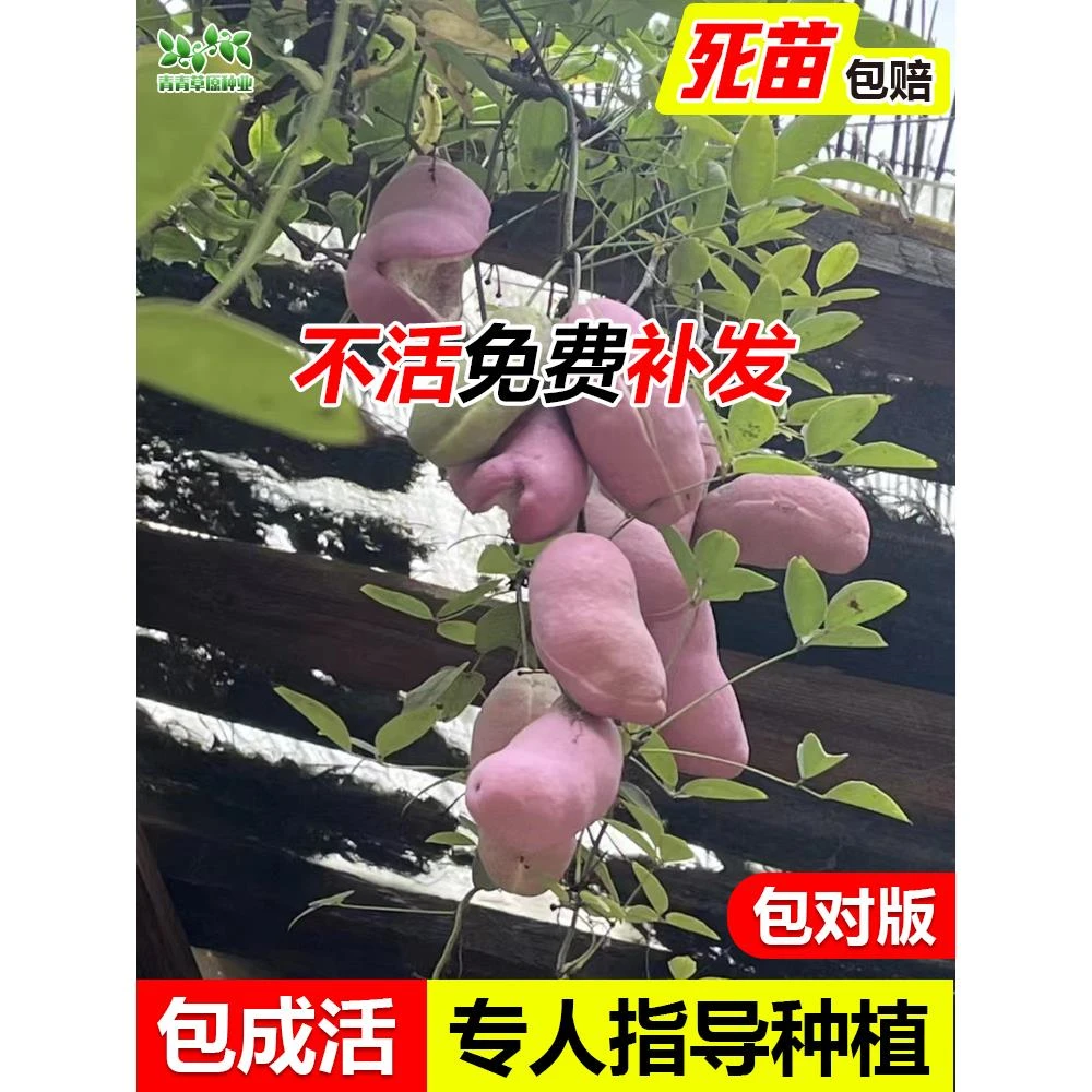 无籽八月瓜树苗野生八月炸瓜苗南北方四季种植爬藤果树苗当年结果