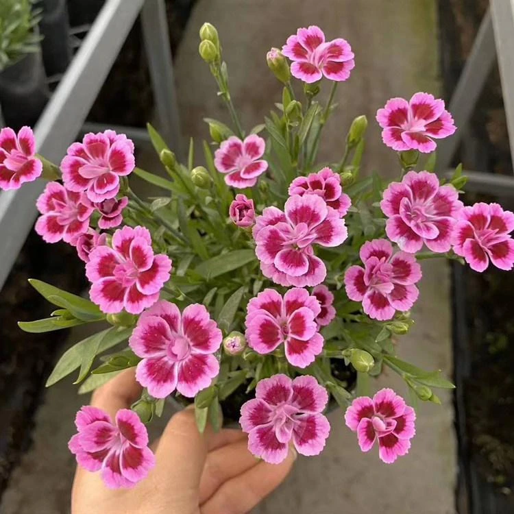 欧石竹初吻石竹花苗盆栽绿化耐寒四季开花常绿庭院工程草坪多年生