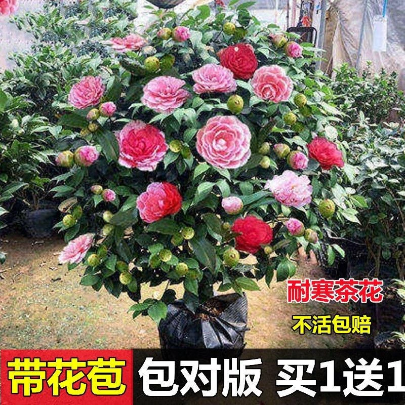 香妃山茶花盆栽带花苞五色赤丹花卉植物室内好养茶花树苗四季开花