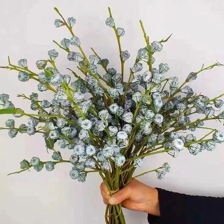 【两单顺丰包邮】尤加利果 鲜花可做干花家庭插花云南鲜花基地直发