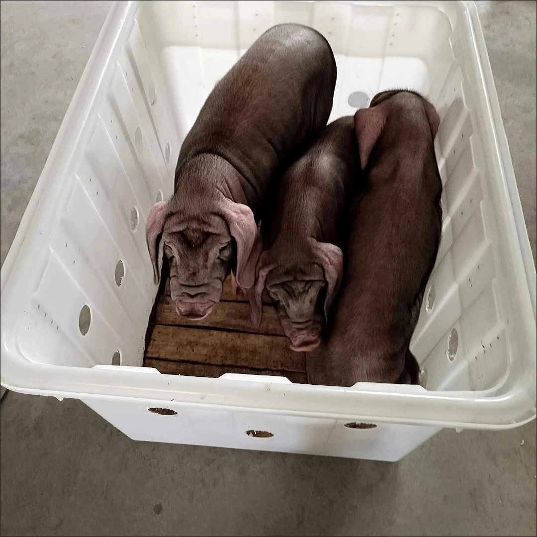 原种一代太湖母苗猪原种高产纯种太湖母猪苗筐梅山母猪筐