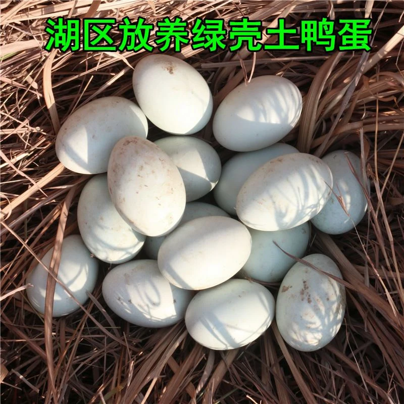 家养70-80g新鲜土鸭蛋生鸭蛋放养现捡农家散养青皮蛋批发