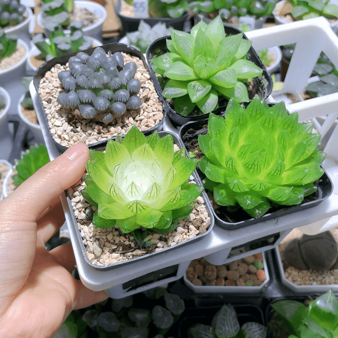 玉露四件套多肉新手