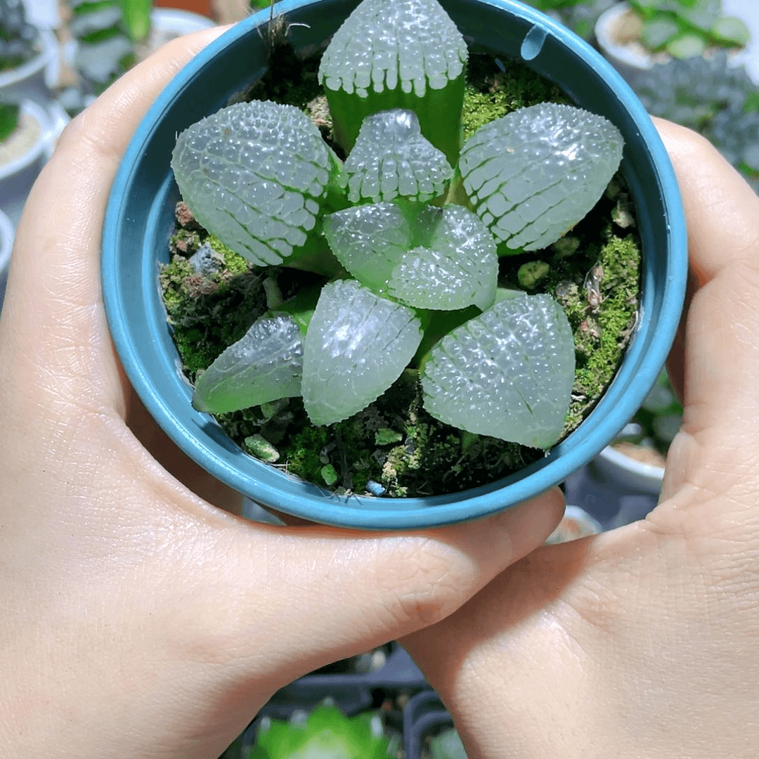 母本天空之镜，原盆