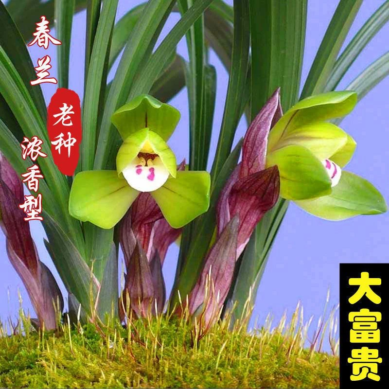 春兰老种 大富贵 浓香型 好养易活 自家兰棚养植