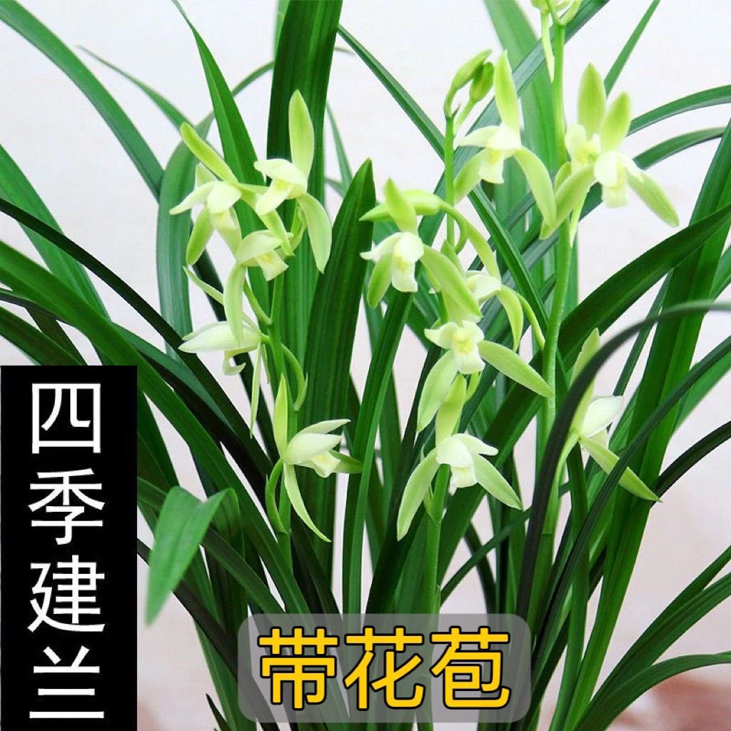 建兰大凤素 浓香型 好养易活