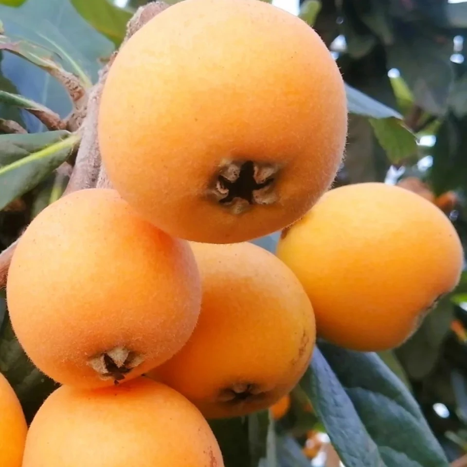 枇杷  约1.5-1.6斤/份（精美礼盒）