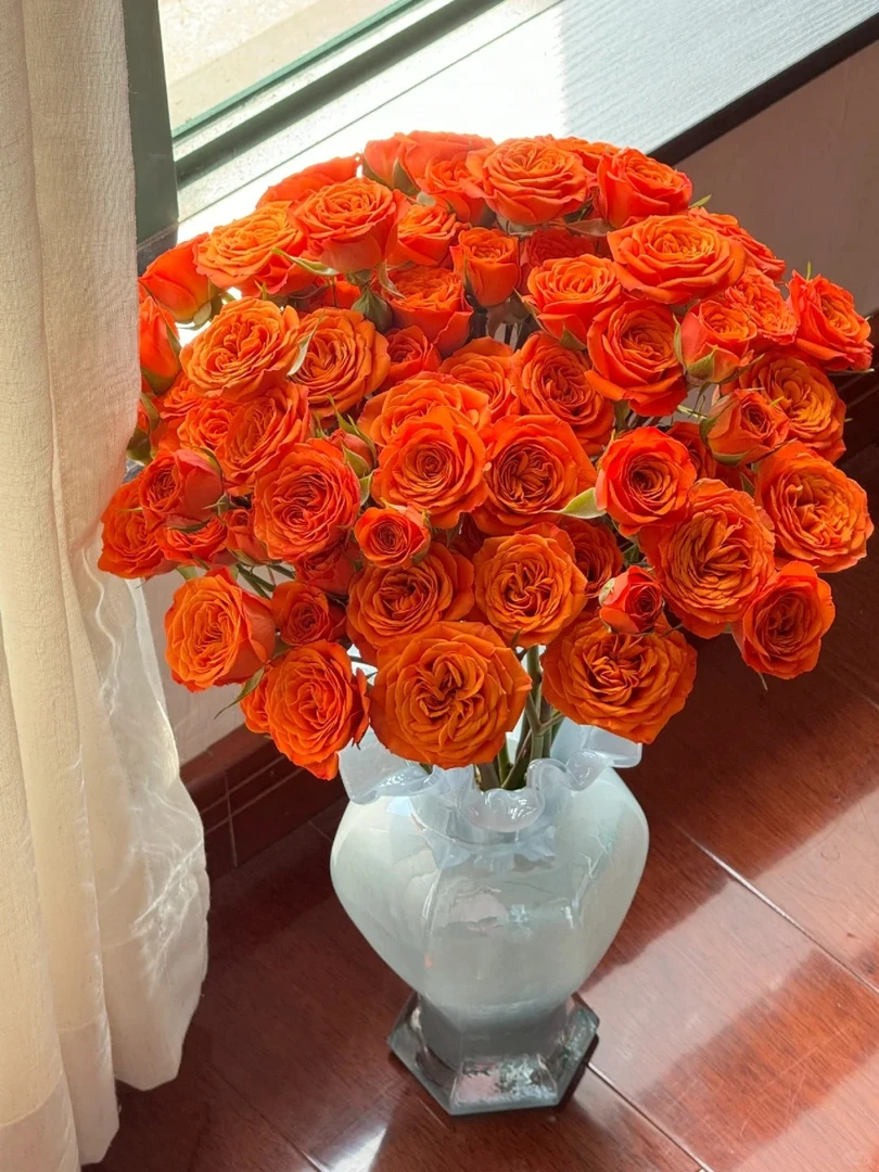 【橙色芭比】爱马仕橙色多头玫瑰  好开好养 花期超长  自家种植