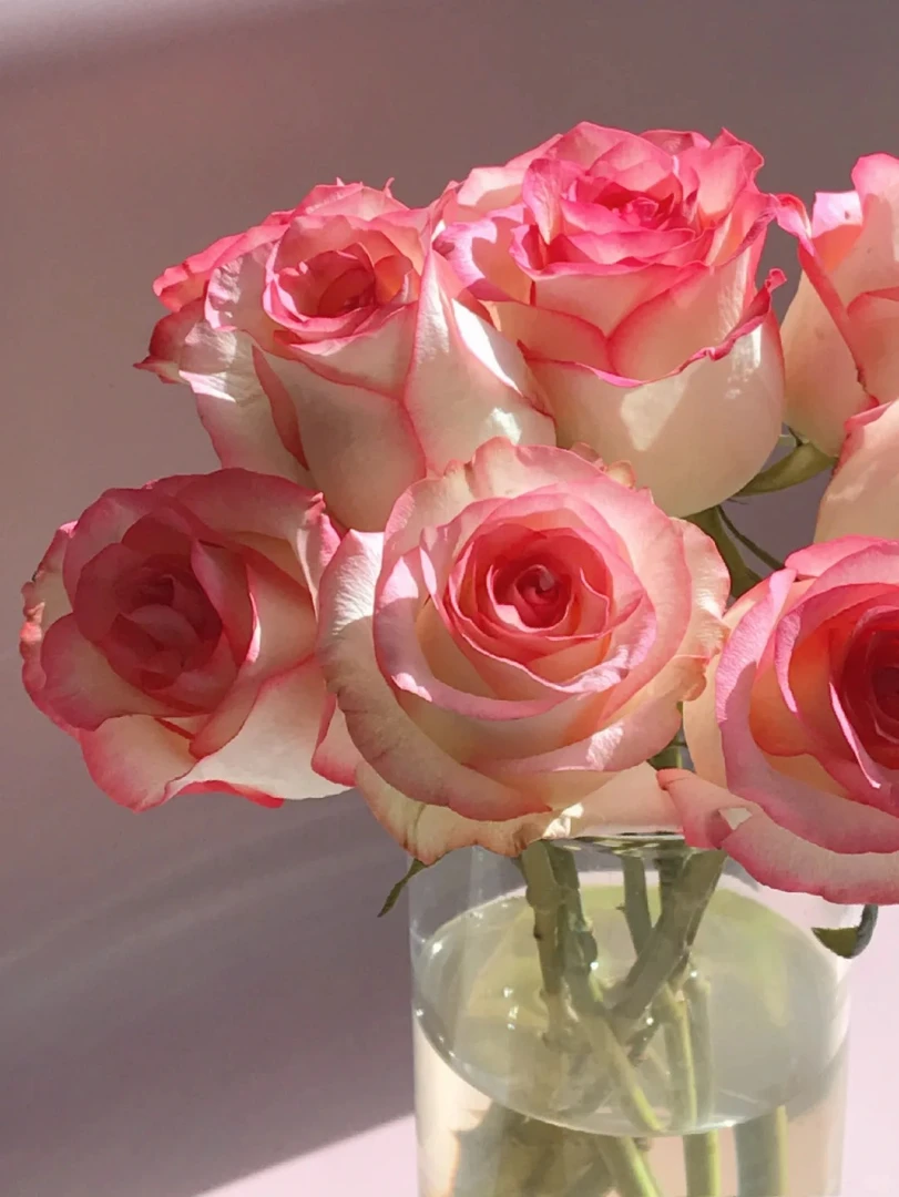 【艾莎】粉色系高品质玫瑰 云南基地直发一单就包邮 鲜切玫瑰