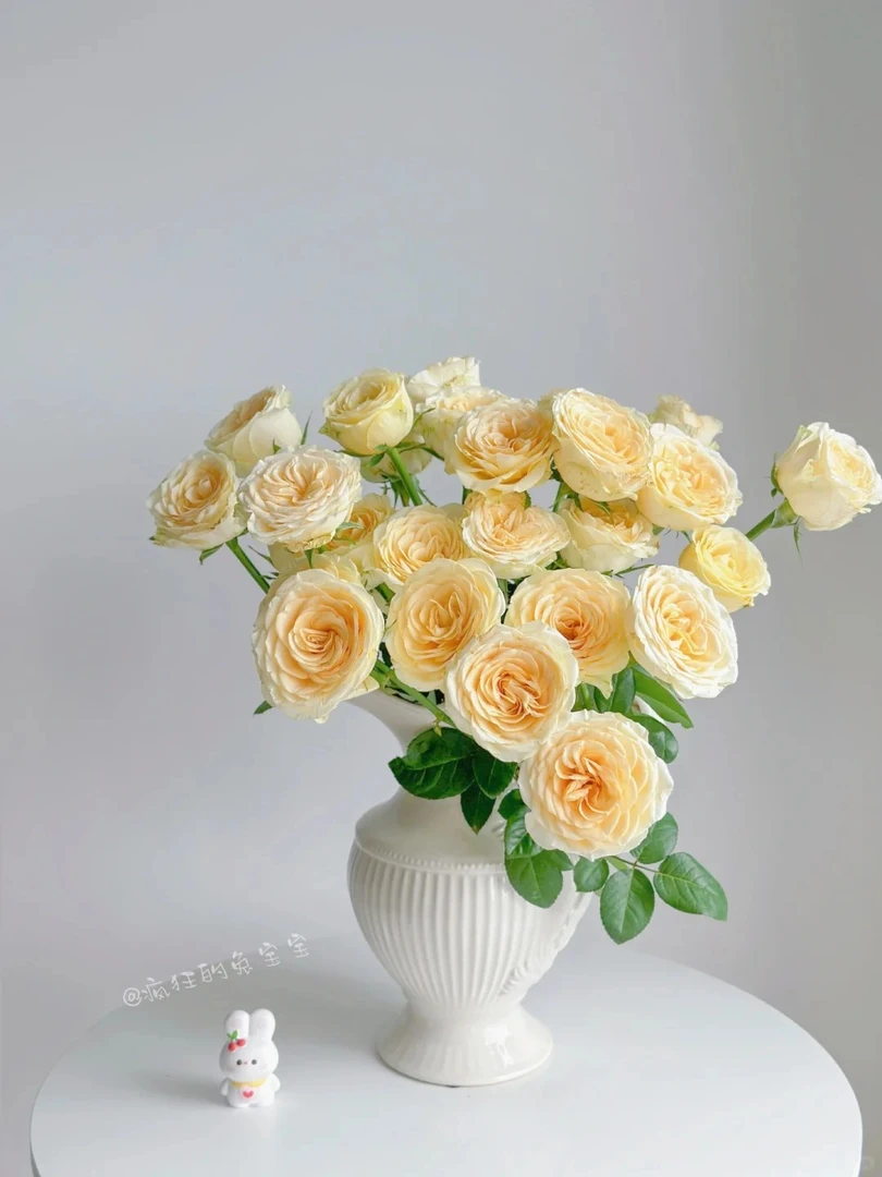 【奶油杯】大花头双色渐变高品质单头玫瑰 云南基地直发 鲜切 玫瑰