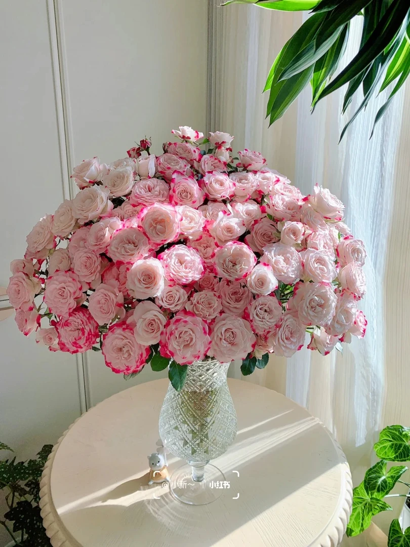 【折射】双色优雅多头玫瑰  云南基地直发一单包邮 鲜切玫瑰