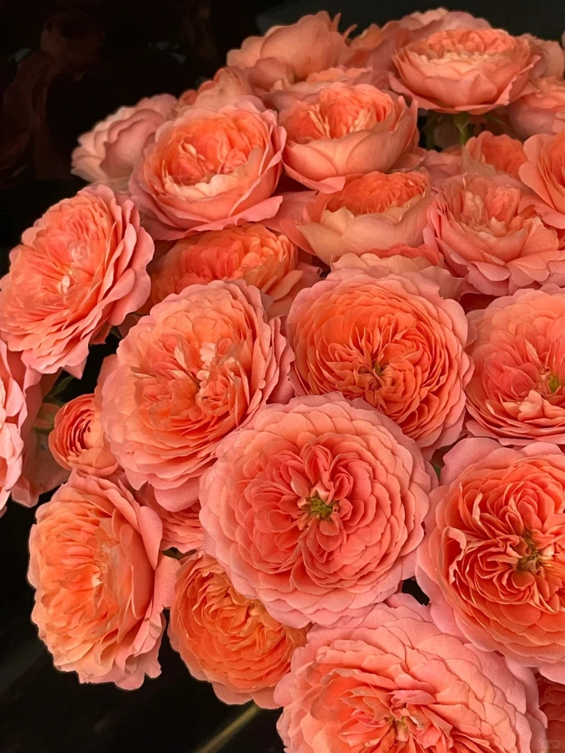 【活动专属】杏色果汁 多头玫瑰粉橘色调 云南基地直发开爆开炸鲜切