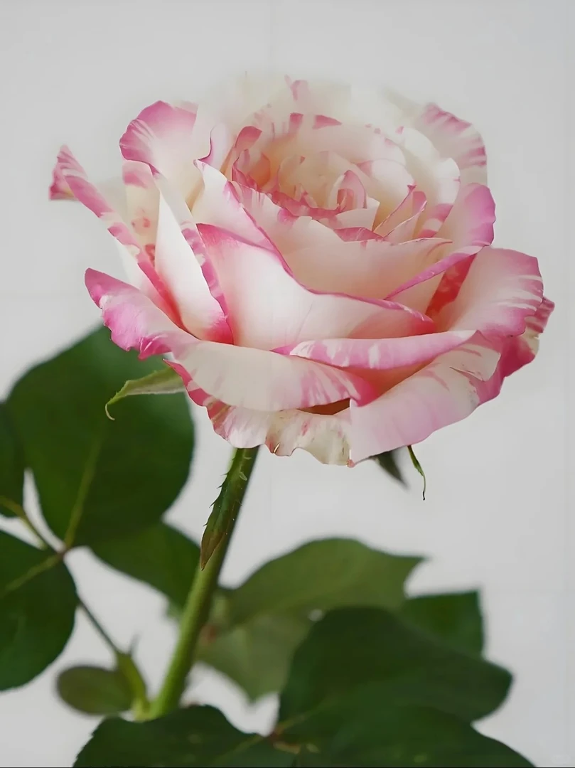 【活动专属】霓裳 粉系碎花颜色 水墨画效果晕染色花期长 开爆开炸