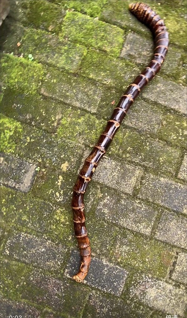 原汁原味———老竹根奇特的外观形态，老皮色润，造型独特雅致！