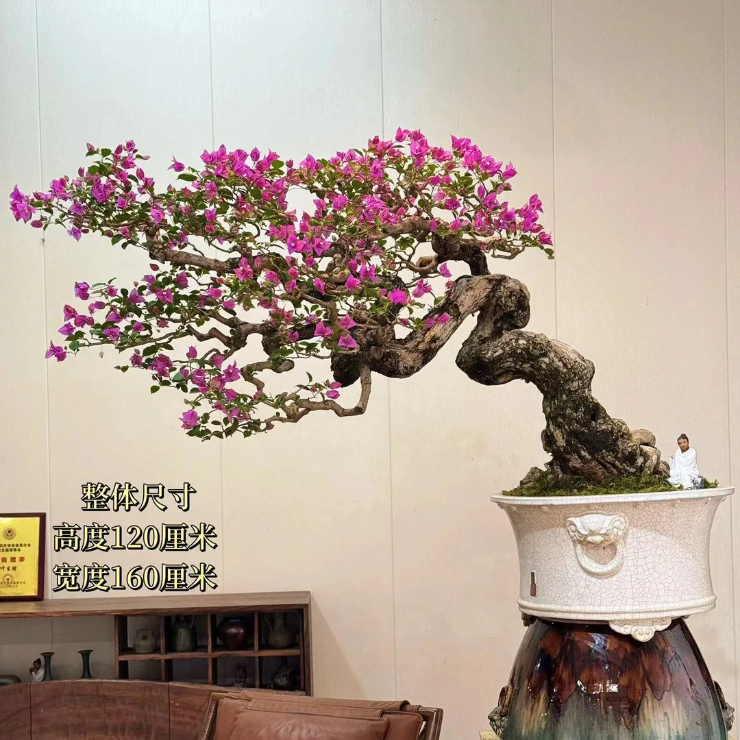 小叶紫三角梅精品【叶胜园艺】