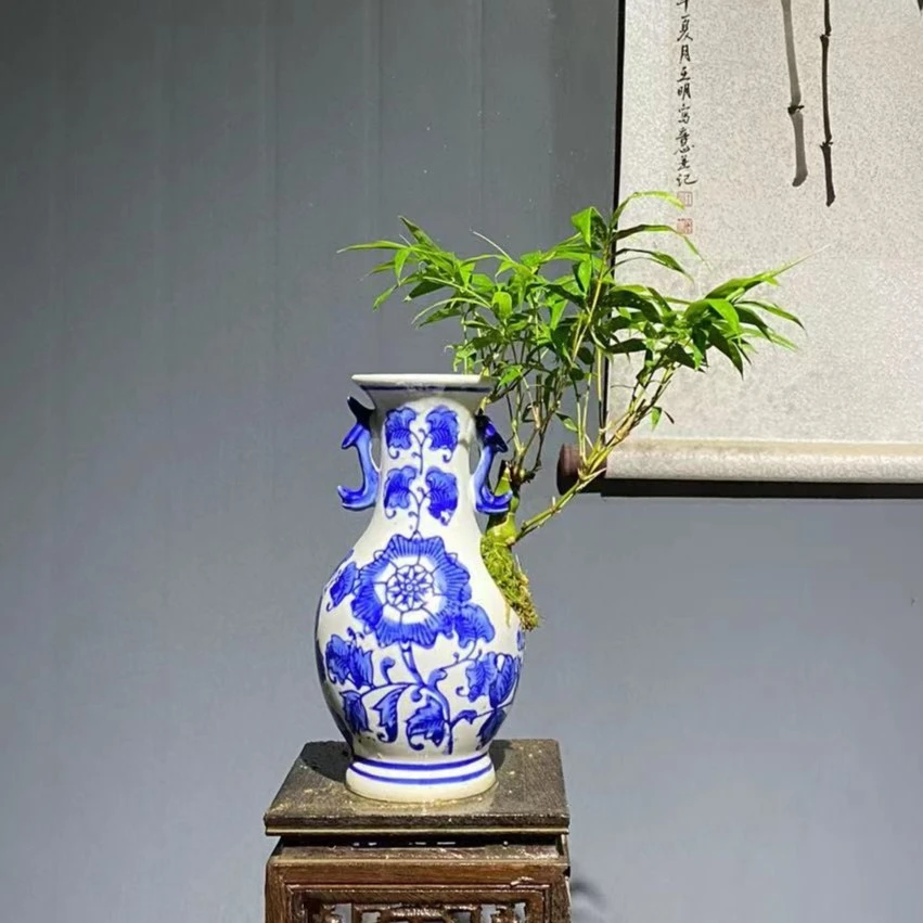 【叶胜园艺】老桩佛肚竹美观盆景竹子