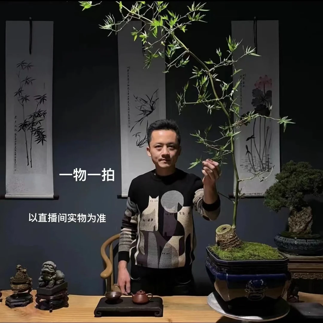 【3号链接-叶胜园艺】一物一拍三角梅栀子花盆景-以直播实物为准