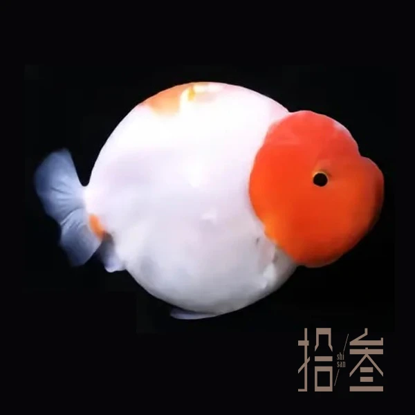 其他牌拾叁金鱼泰狮【兰寿金鱼】方头娃娃脸兰寿金鱼淡水鱼冷水鱼