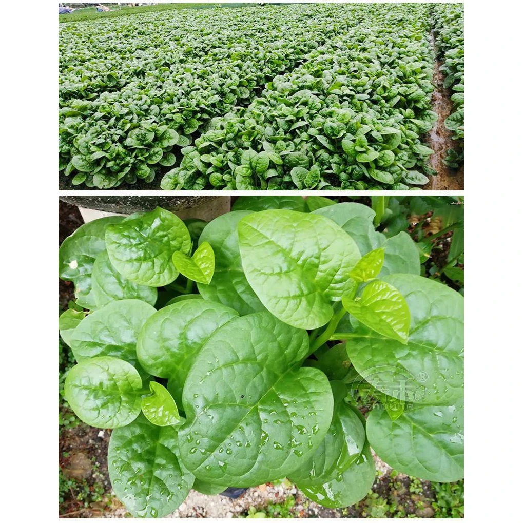 【开春新品】【四季种植】大叶木耳菜肉厚豆腐菜落葵小青菜花盆种