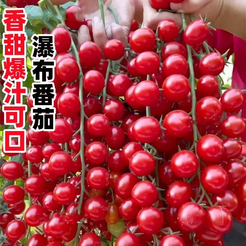 香甜瀑布小番茄种子圣女果樱桃西红柿种籽四季盆栽蔬菜种子番茄苗