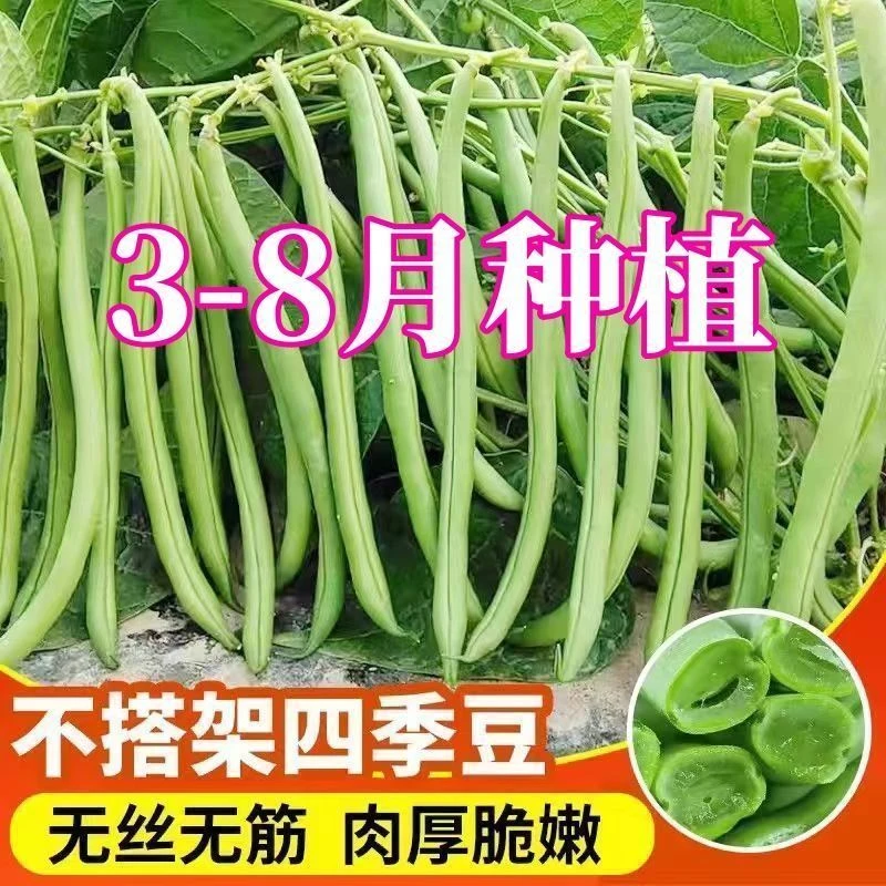 【只卖好种】无架四季豆种子无筋豆种子不用搭架春季庭院阳四季种子