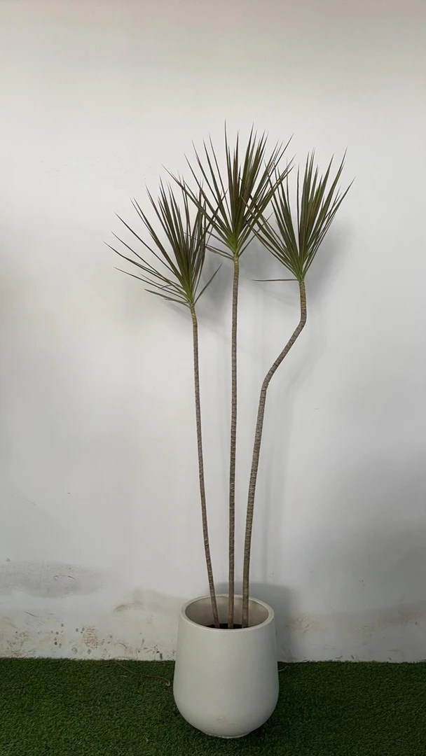 【七彩铁千年木】造型老桩美化室内室外可晒太阳客厅阳台净化空气