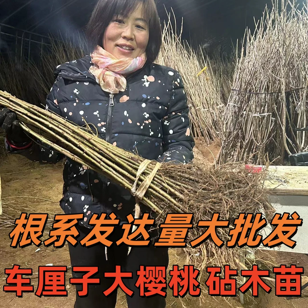 砧木苗吉塞拉大青叶马哈利K5车厘子大樱桃砧木苗嫁接用砧木果树苗