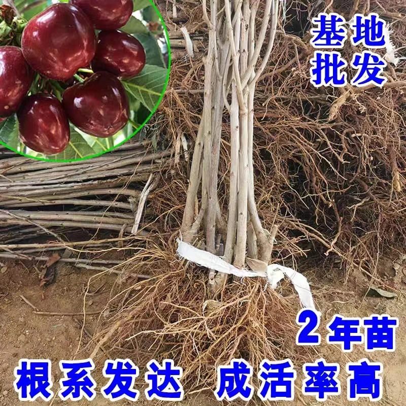 【地径2.5公分粗度左右】烟台车厘子大樱桃树苗嫁接苗正版果树苗