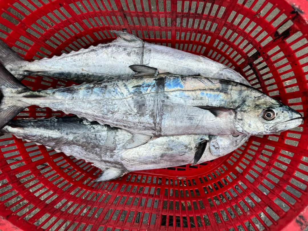 海南本地蓝点马鲛鱼 白腹马鲛鱼  健康食材