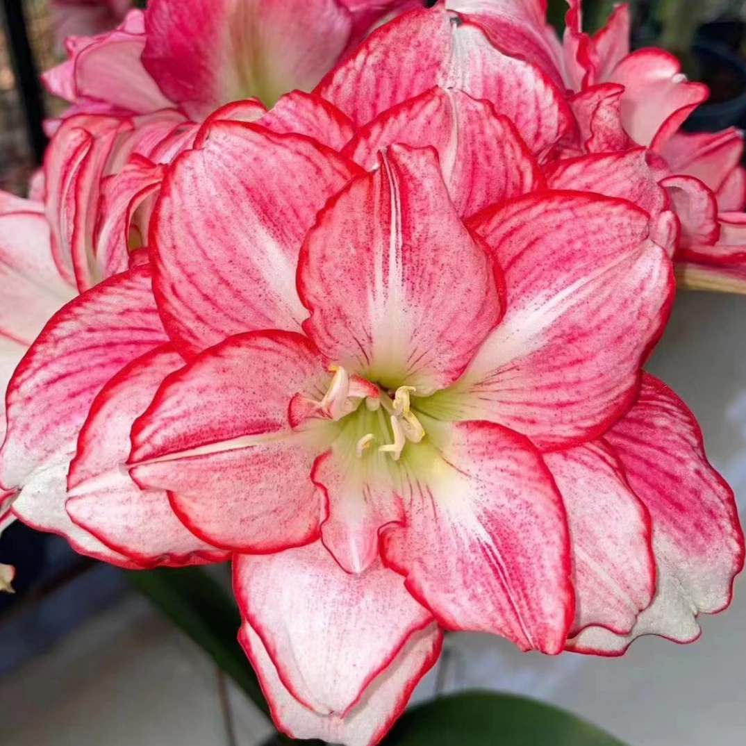 【特价裸球包对版】5厘米➕基地球朱顶红盆栽地栽阳台客厅送肥料