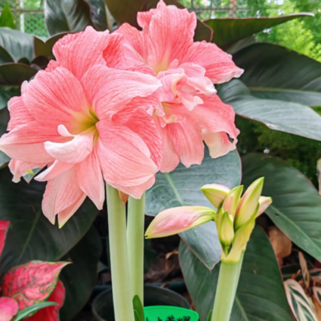 【蒂卡荣耀】现货基地球重瓣朱顶红大花花卉送化肥