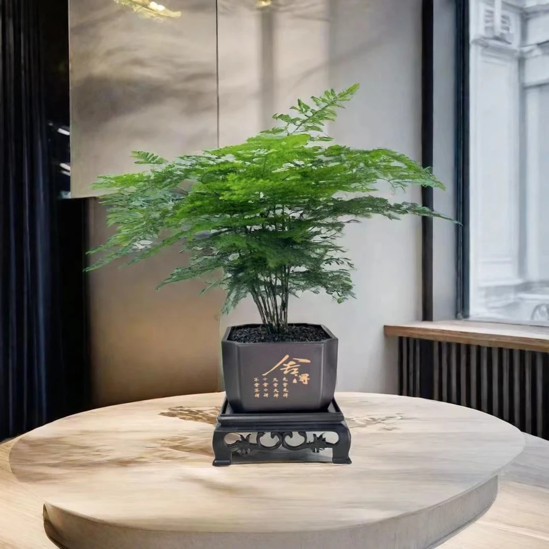 文竹花卉盆景盆栽室内净化空气办公四季常青好养前台美观绿色翠绿