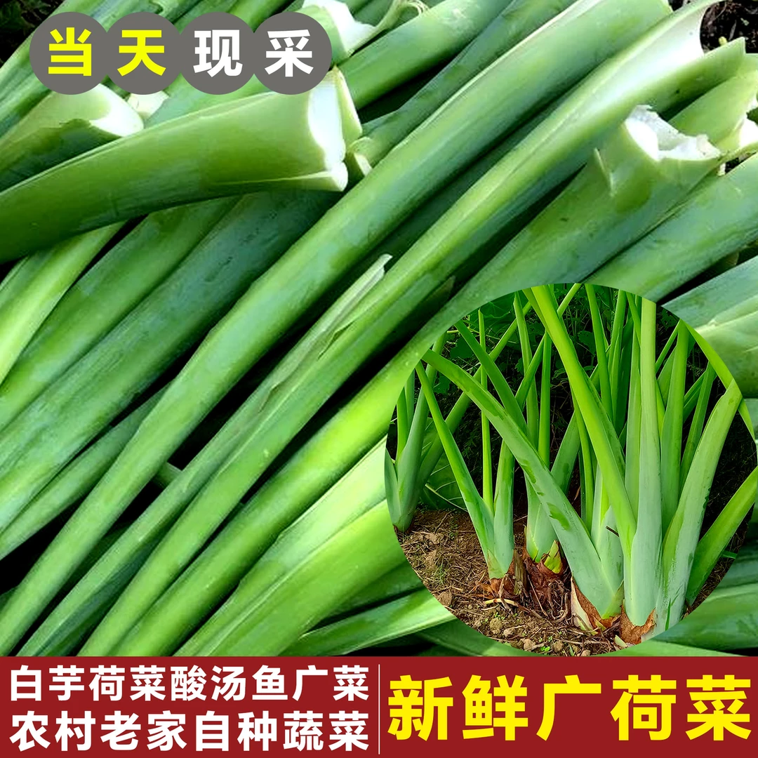 新鲜芋苗杆白广荷广菜蔬菜荷芋梗白玉芋蒙3斤开胃菜现摘农家自种