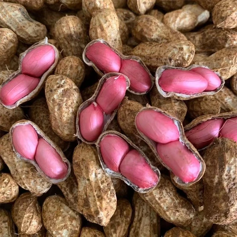 河南红皮新鲜带壳湿花生生花生现挖带皮农家自种可水煮农家菜