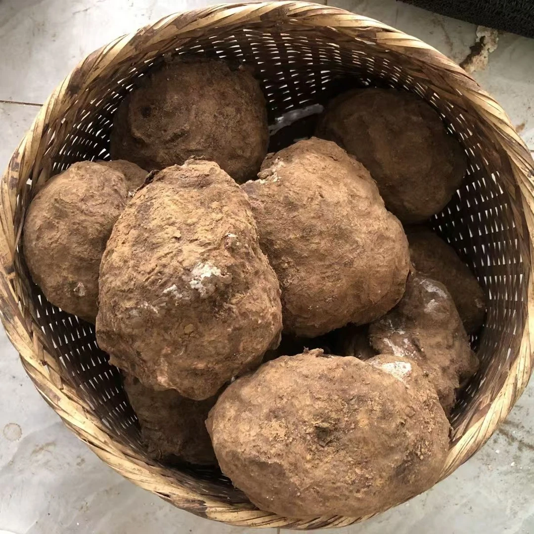 【新鲜云茯苓】一物一拍，现货现上云南新鲜茯苓个，整个