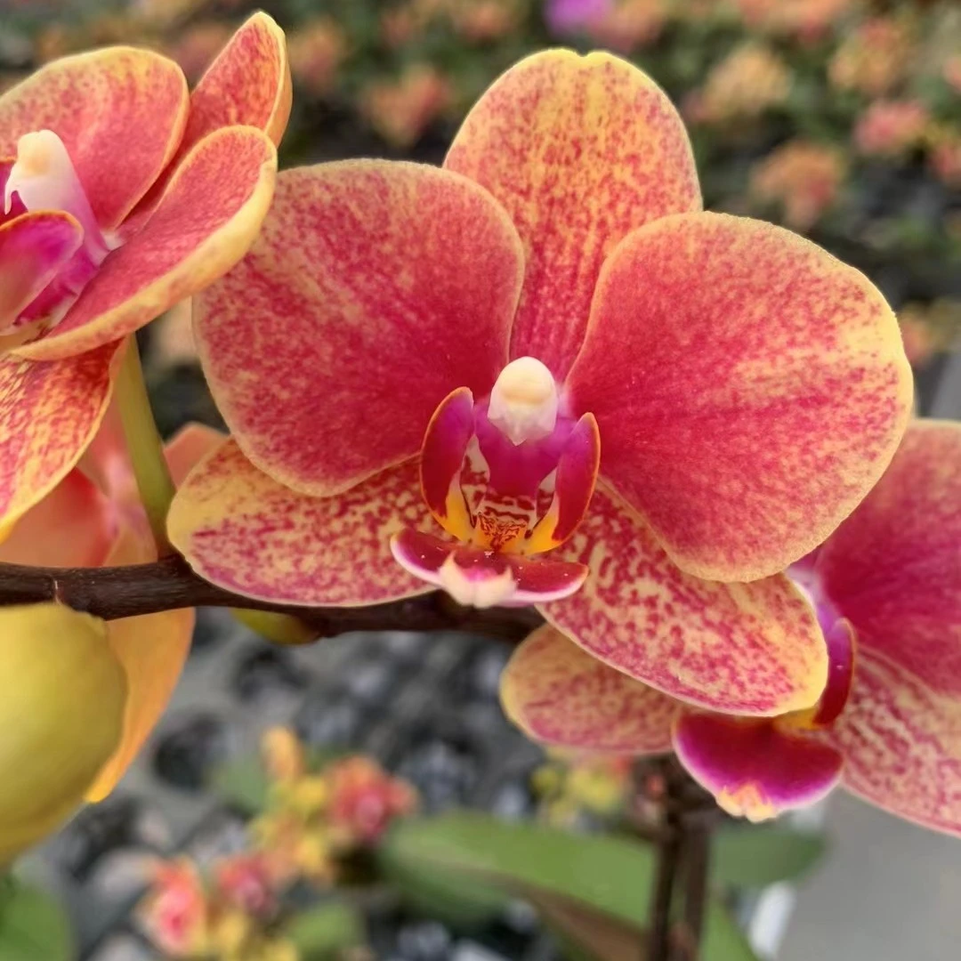 金蝶蝴蝶兰花盆栽带花苞花卉观花植物办公室室内蝴蝶兰首播卖货