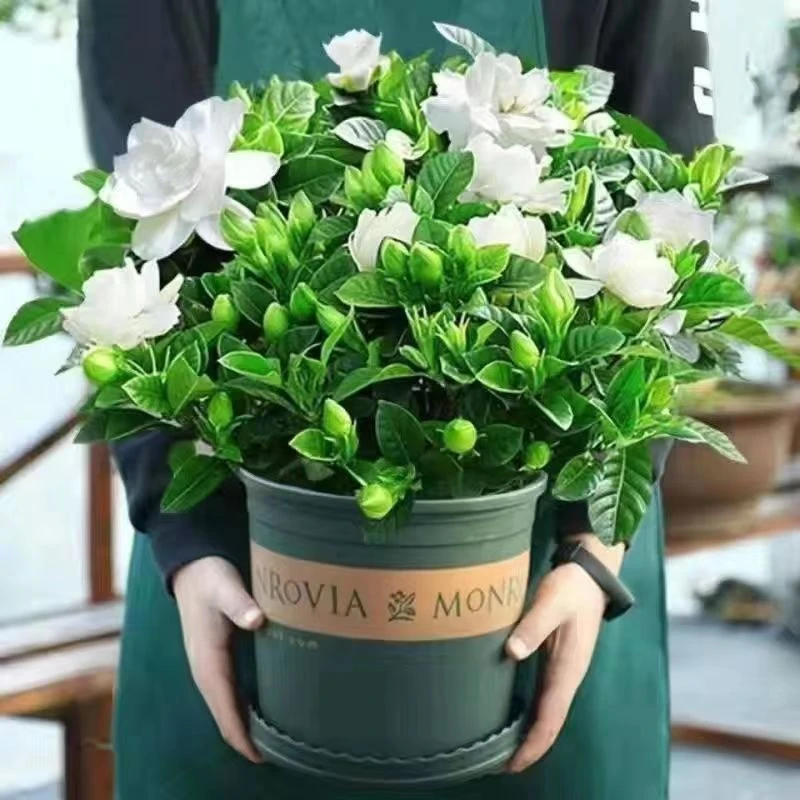 新号开播牡丹栀子花带花苞四季好养开花绿植室内室外盆栽清雅芳香