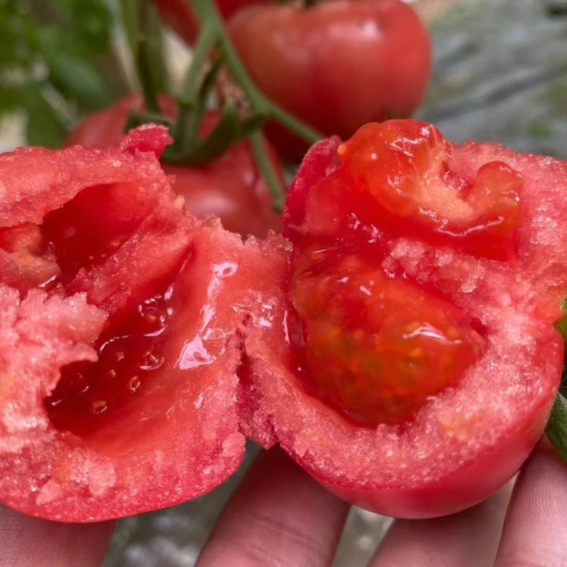 陕西泾阳普罗旺斯水果西红柿番茄沙瓤多汁3斤4.5斤包邮