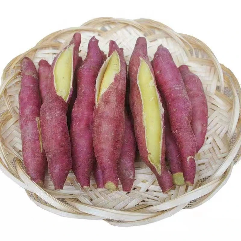 【粉糯干甜】陕西虢王板栗红薯粉糯干甜新鲜现挖现发3斤9斤小果包邮