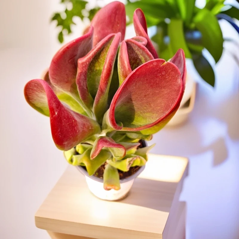 火狐狸150#KY 雪山多肉植物好看新手闭眼入阳台庭院一单也包邮