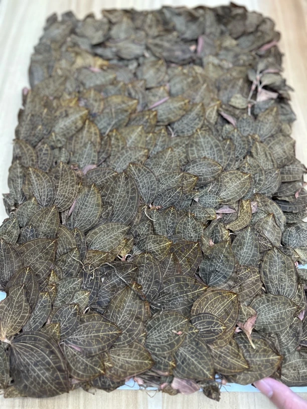 小曾甄选 金线连 s289 花胶鱼胶
