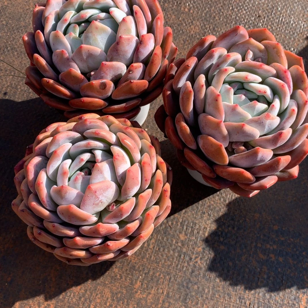 ～****～112365885596599555