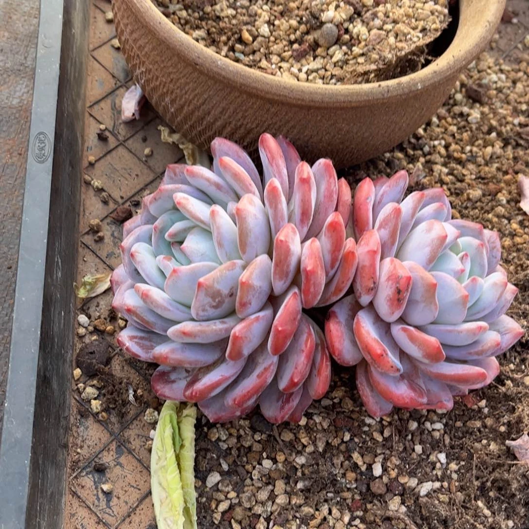 陌**花12345658575585785