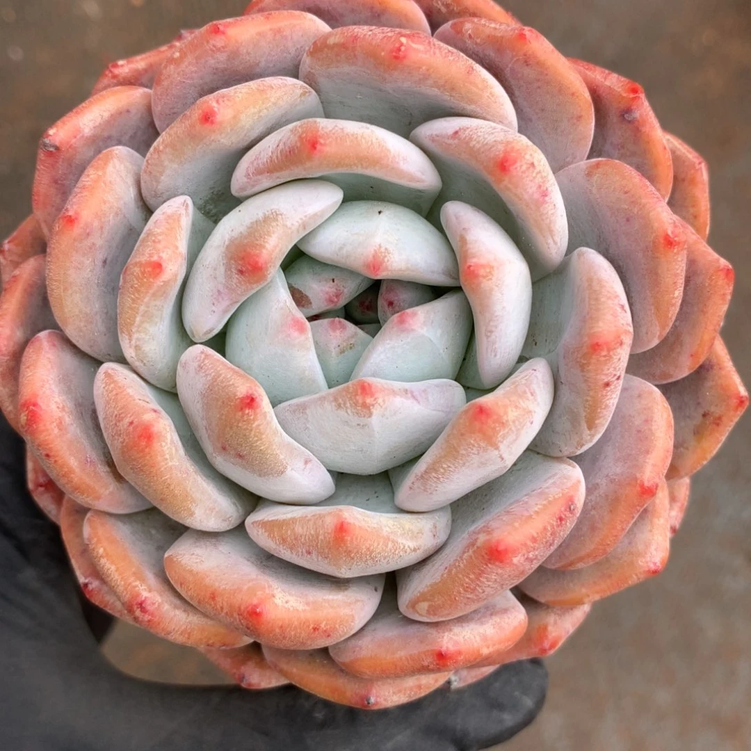 ?*念123456678999963