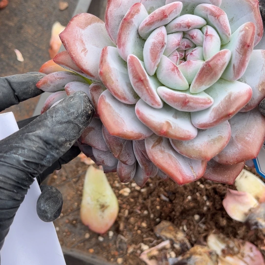 妖*玲123456789987569669