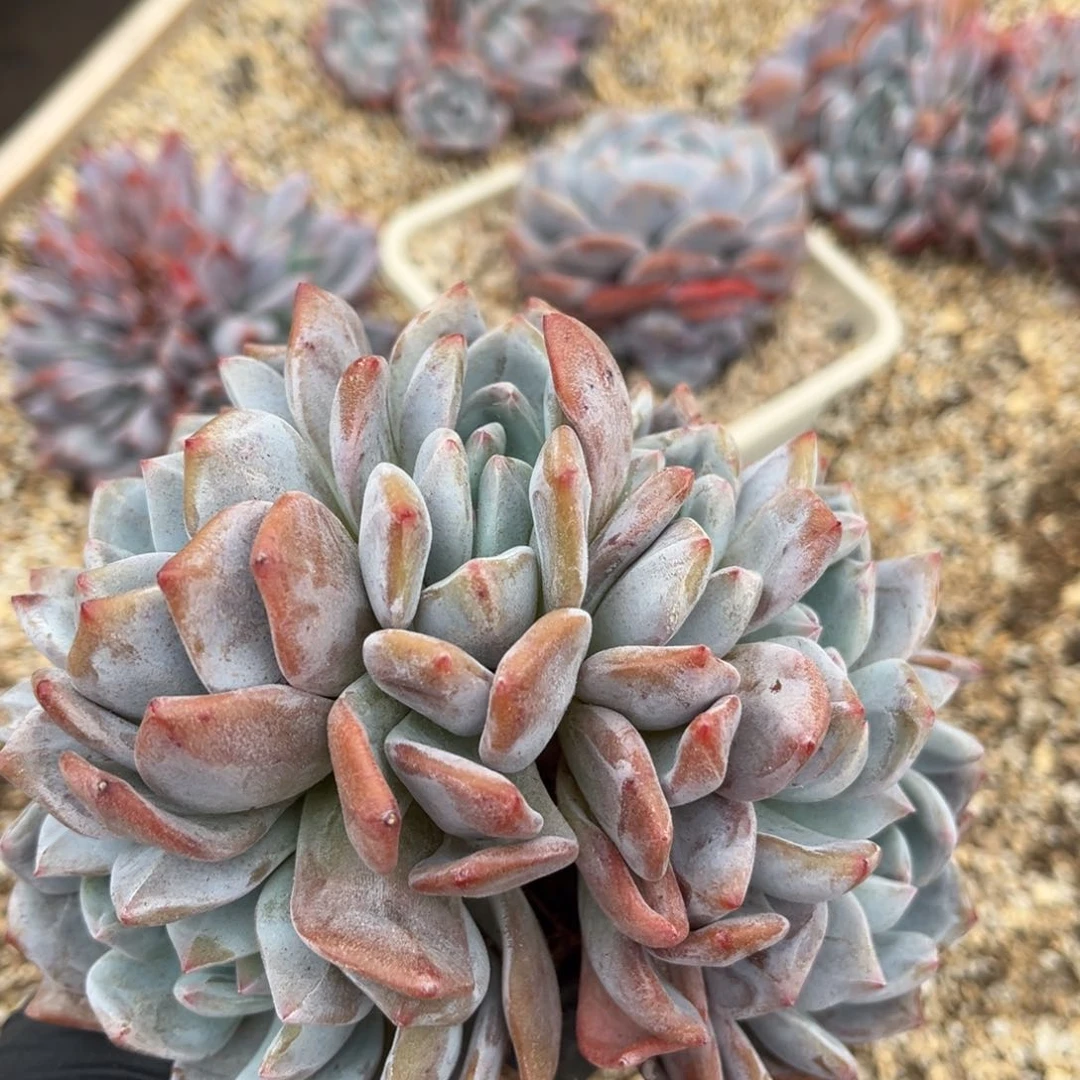 M****?1233547899808888