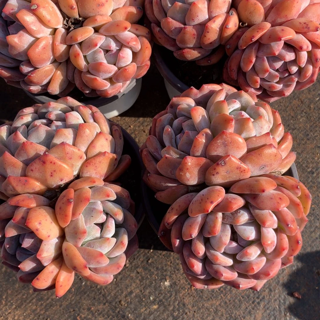 在**方457887¥76667788999655