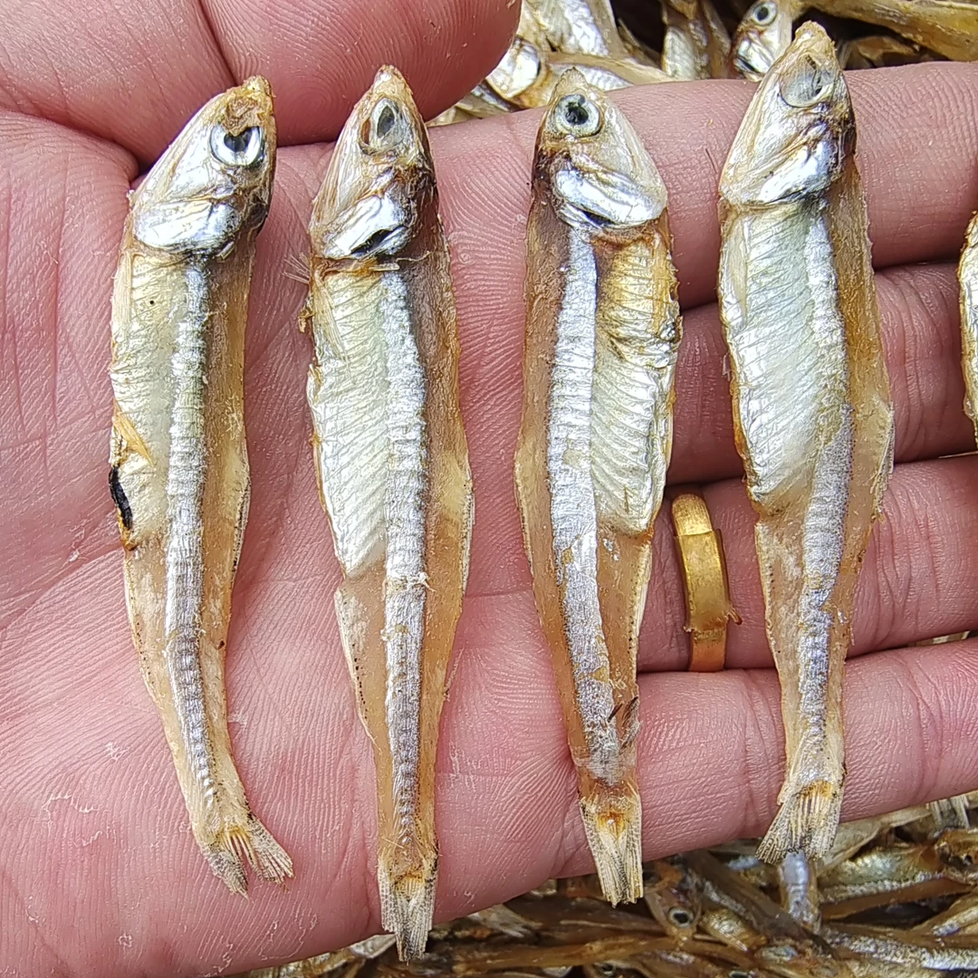 （七七）广东本港海鱼白帆鱼干1斤装海产干货海鲜直播包邮